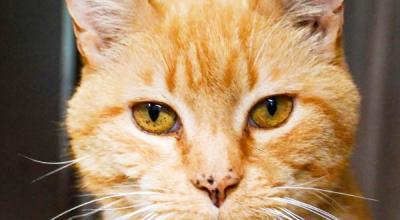 Breaking Down Barriers: PetSmart Now Welcomes FIV+ Cats for Adoption!