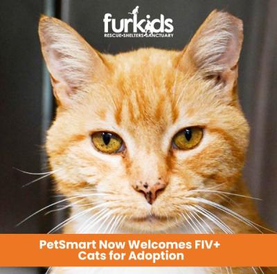 Breaking Down Barriers: PetSmart Now Welcomes FIV+ Cats for Adoption!