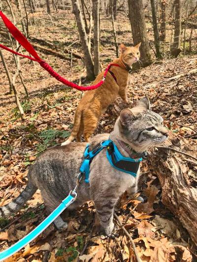 The Outdoors Await!  How to Harness Train Your Cat