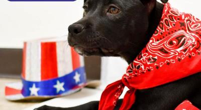 Keeping Pets Safe During July 4th and Summer