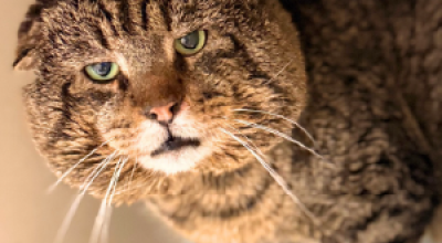 Katpone - 15 Pounds of Pure Street Cred