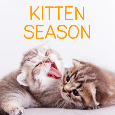 Kitten Season 101