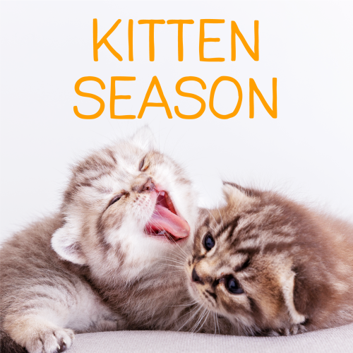 Kitten Season 101 | Furkids - Georgia’s Largest No Kill Animal Rescue