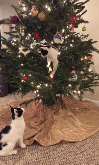 Holidays are Mayhem for Your Pets - Safety Tips for Dog and Cat Lovers