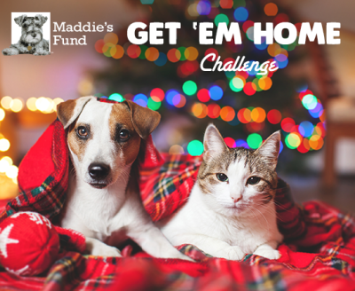 All pets deserve a home for the holidays!