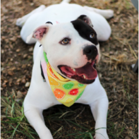 Healed Inside and Out: Furkids’ Commitment to the Dogs Who Need Us Most