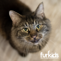 Celebrating FeLV+ Adoptions in 2026!