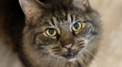 Celebrating FeLV+ Adoptions in 2026!