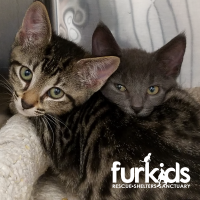 Understanding “Single Kitten Syndrome”