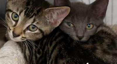 Understanding “Single Kitten Syndrome”