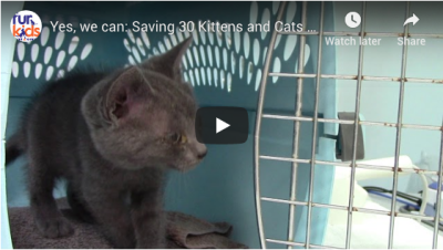 Yes, we can: Saving 30 Kittens and Cats from Augusta Animal Control