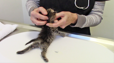 Furkids Rescues Kittens with Swimmer’s Syndrome