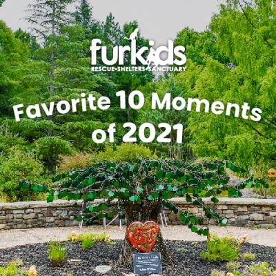 Furkids’ Favorite 10 Moments of 2021