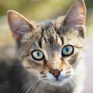 Furkids Launches Community Cat and Outreach Program!