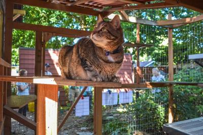 A Catio Gives Your Kitty Safe Access to the Great Outdoors