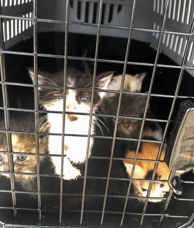 Door Dash Driver Discovers Miracle Kittens in Trash Bag