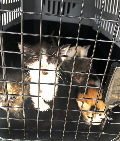 Door Dash Driver Discovers Miracle Kittens in Trash Bag | Furkids ...