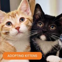 Kitten Season, Adopting Kittens, and More!
