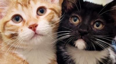 Kitten Season, Adopting Kittens, and More!
