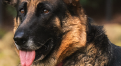 Nova Star’s Journey: Heartworms, Healing, Home