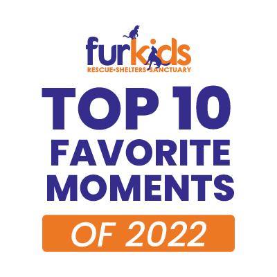 Furkids’ Top 10 Favorite Moments of 2022