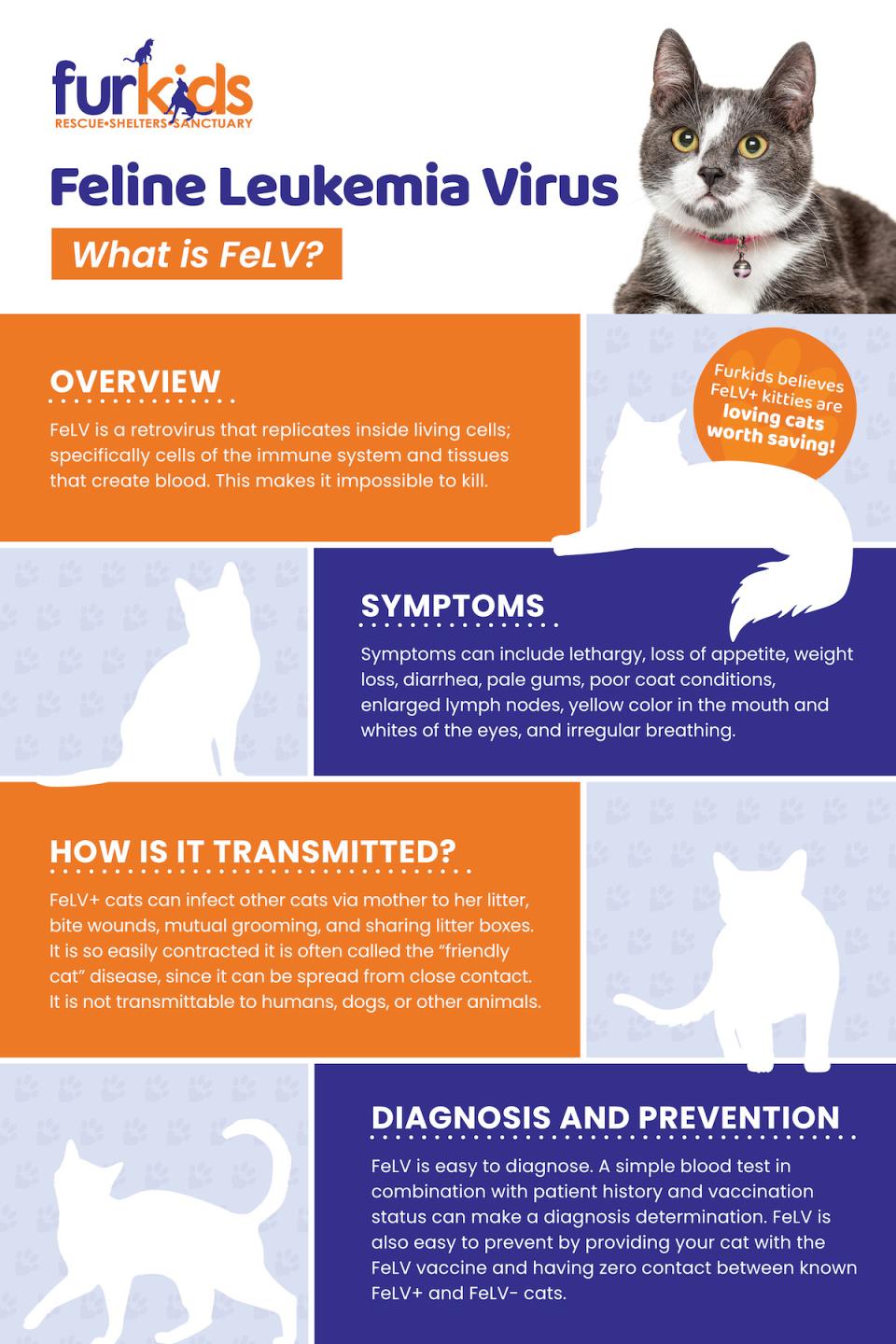 New adoption program for FeLV+ cats