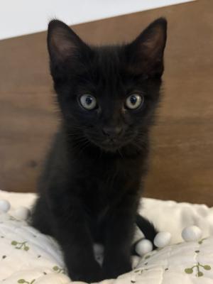 Milo