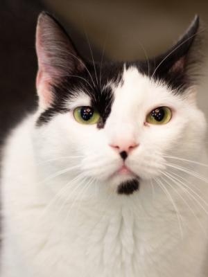 Hendrix (fka Finley)