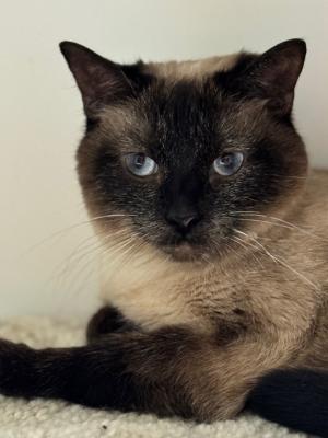 Stella