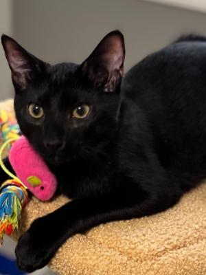 Salem