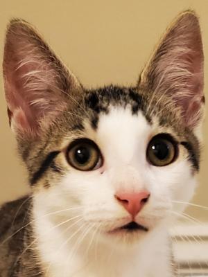 Otto