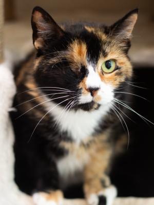 Nutmeg
