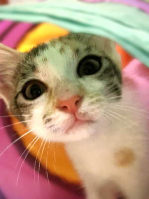 Sophia (adopted name Nami)