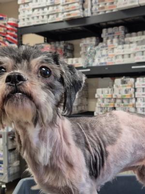 Carrie 21755 Carrie 21755