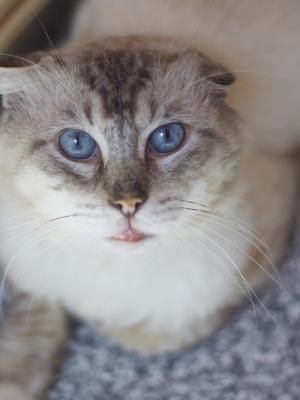 Fluffer Nutter