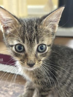 Rufus