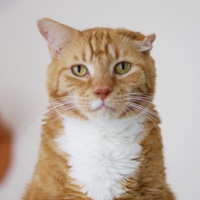 Lenny