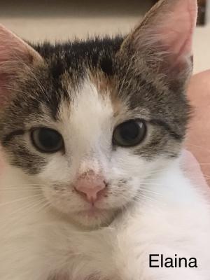 Elaina