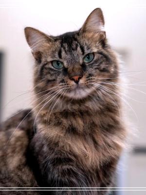 Chanel (FKA Whitney)