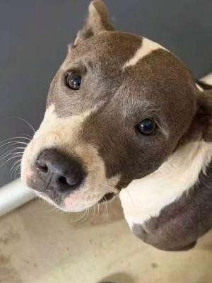 Tallulah (FKA Tasha) 22472