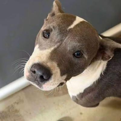 Tallulah (FKA Tasha) 22472