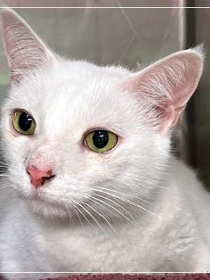 Ollie (fka Angel Boy)