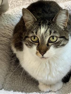 Greyson, a senior cat waiting at Furkids