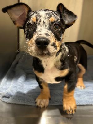 Pierce 22442