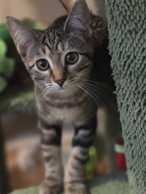 Isabel