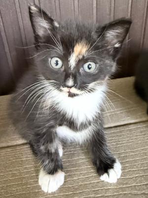 Renne aka Nellie