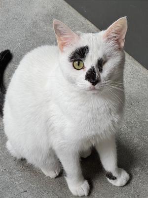 Dottie