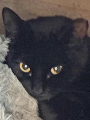 Samson