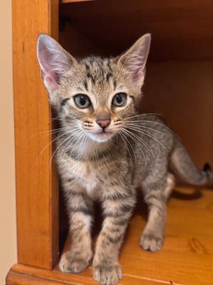 Taz (AKA Star)