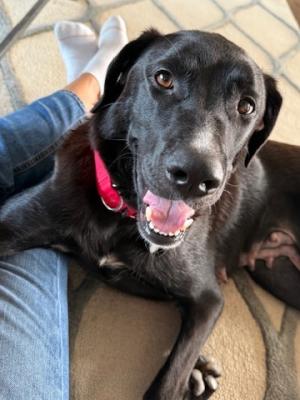 Pandora 21739 Pandora 21739